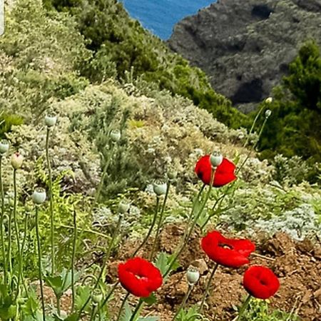 The Poppies Guest House - 100M Ocean - Private Spaces Candelaria Bagian luar foto