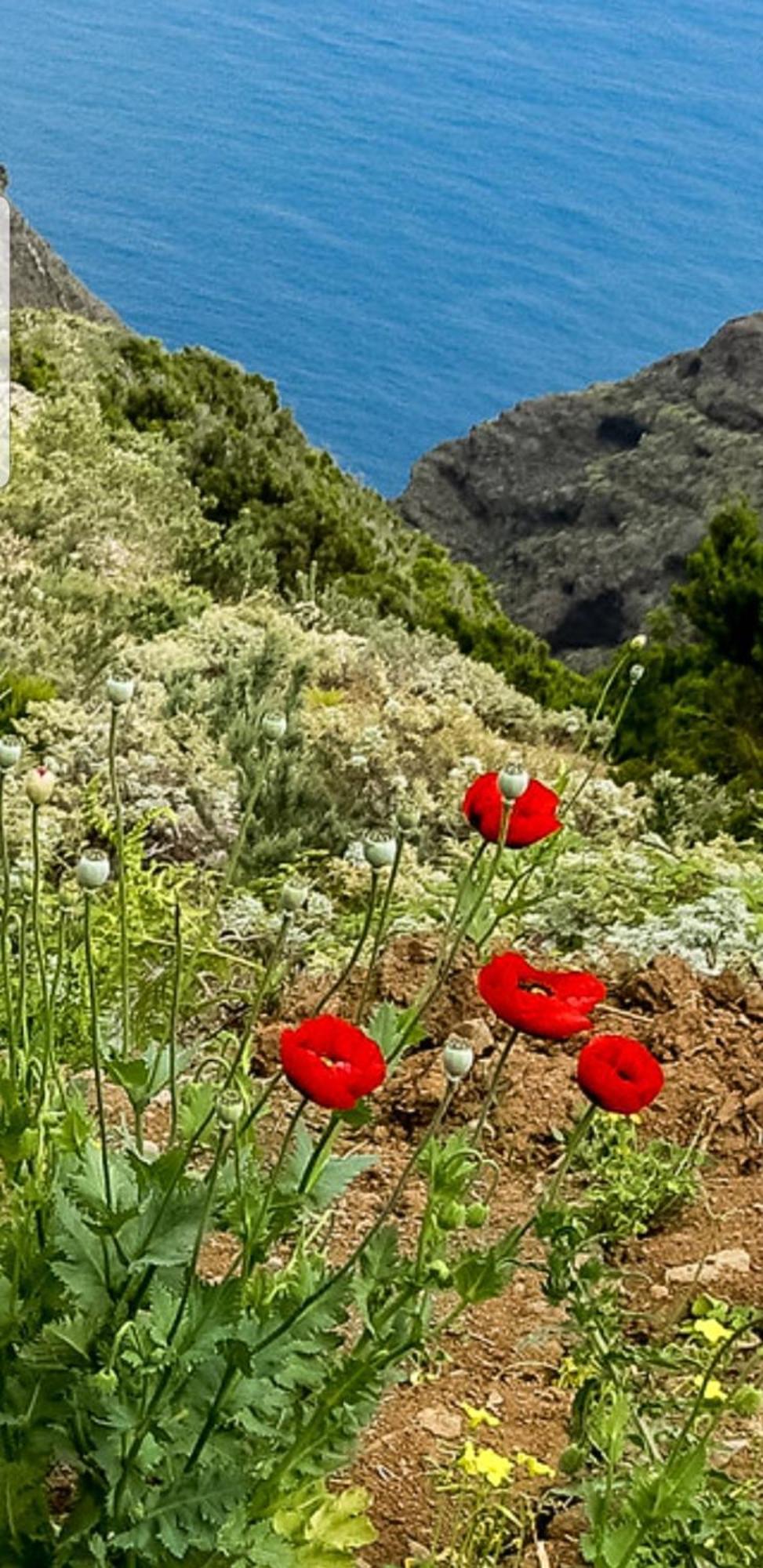 The Poppies Guest House - 100M Ocean - Private Spaces Candelaria Bagian luar foto