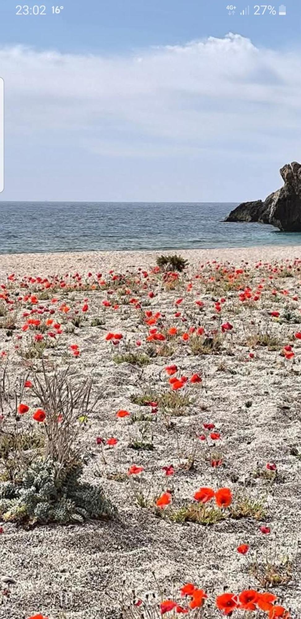 The Poppies Guest House - 100M Ocean - Private Spaces Candelaria Bagian luar foto